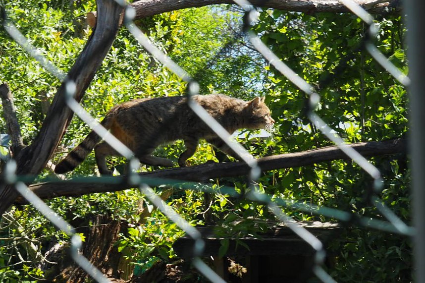 Auf dem Baumkronenpfad