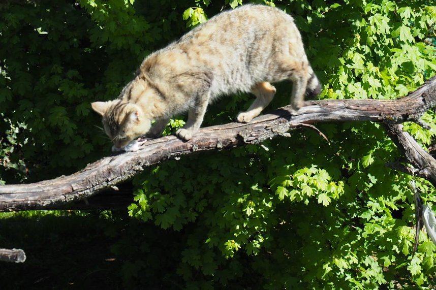 Auf dem Baumkronenpfad