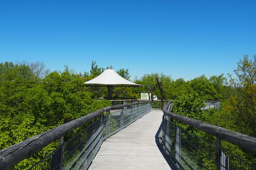 Auf dem Baumkronenpfad