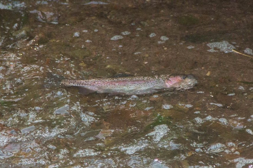 Ungl&uuml;ck in Werna: Erstes Fischsterben