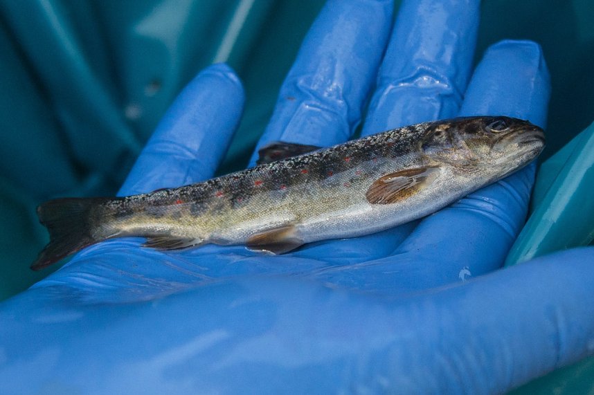 Ungl&uuml;ck in Werna: Tote Fische aus der S&uuml;lze