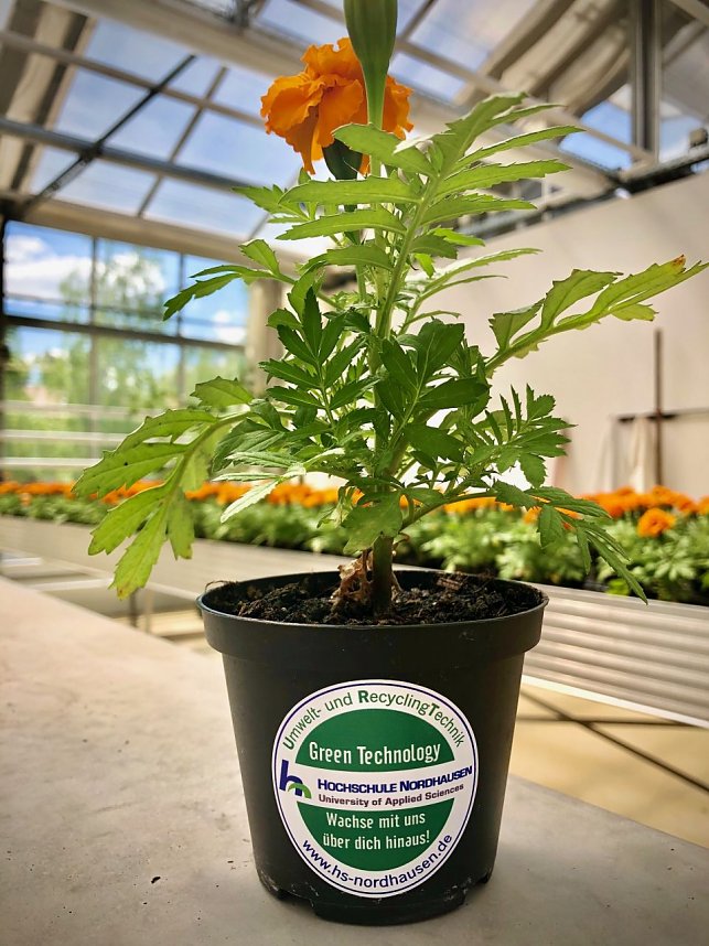 Blumen&uuml;bergabe der Hochschule Nordhausen an den Nordh&auml;user Gymnasien