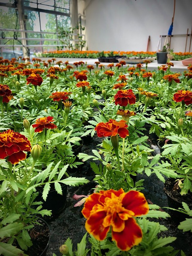 Blumen&uuml;bergabe der Hochschule Nordhausen an den Nordh&auml;user Gymnasien