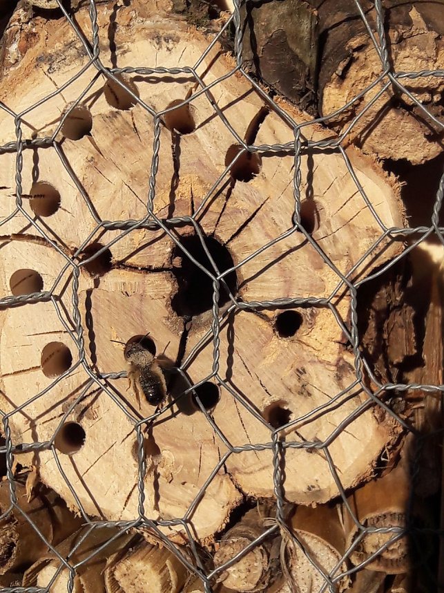 Insektenhotels als Projekt