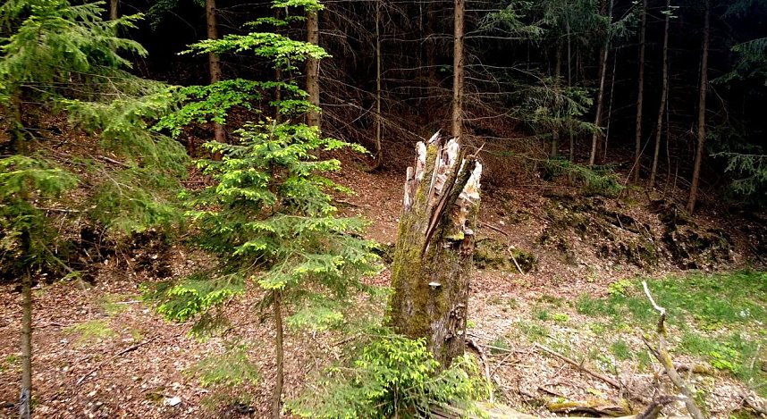 Wanderung um Neustadt