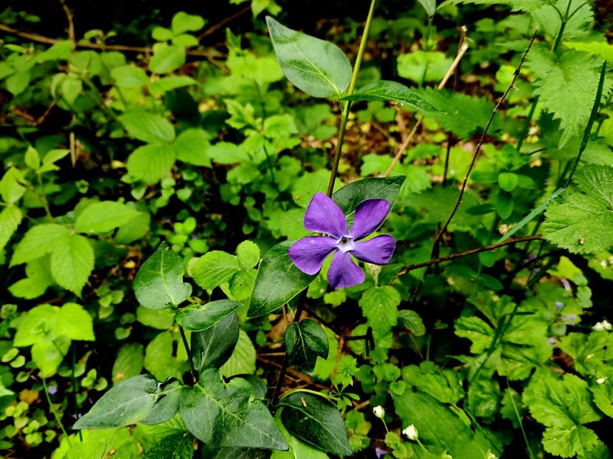 Wanderung um Neustadt
