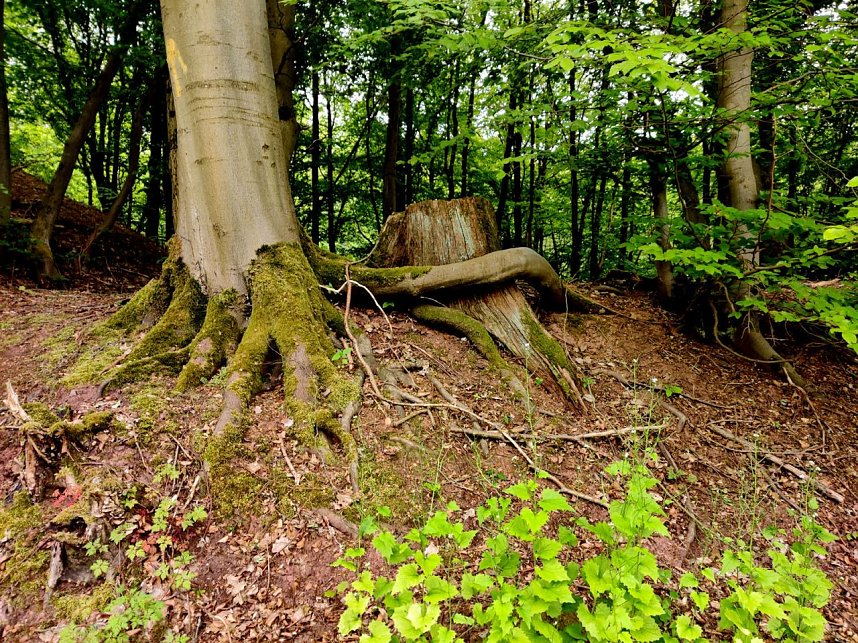 Wanderung um Neustadt