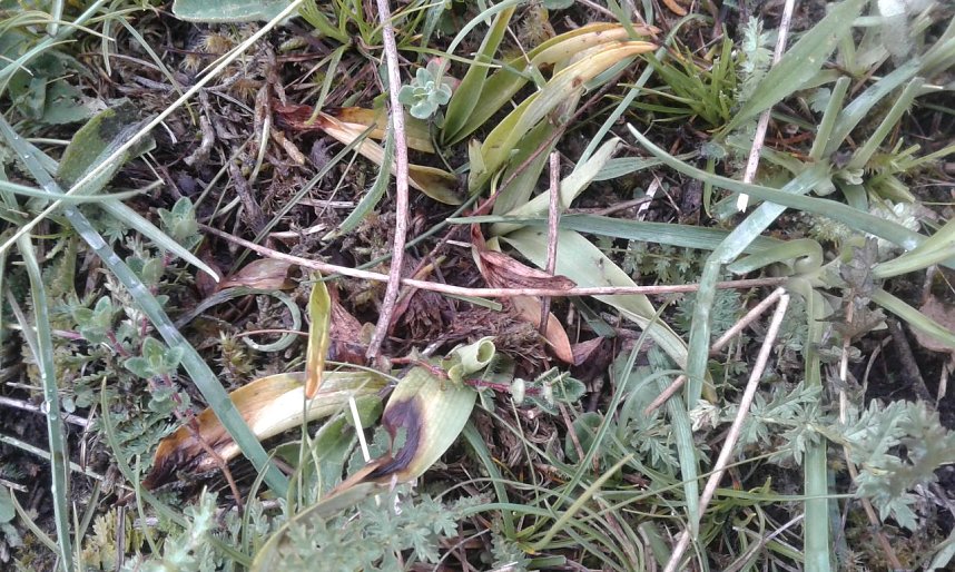 Teils abgefressene Pflanzen des Brand-Knabenkrautes, vom w&auml;hrend der Bl&uuml;tezeit der Orchidee beweideten Wuchsort