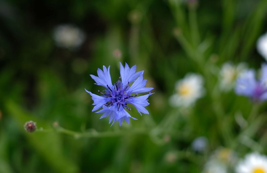 Impressionen vom Petersberg