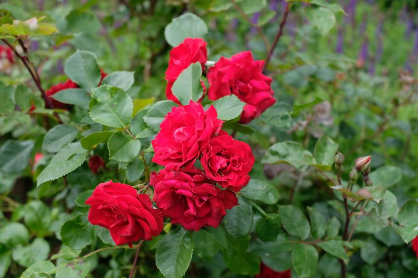 Impressionen vom Petersberg