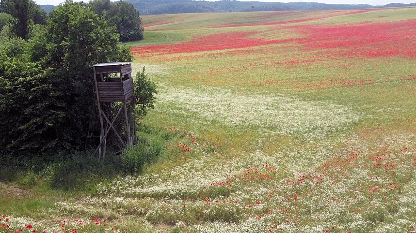 Peter Blei mitten im Mohn
