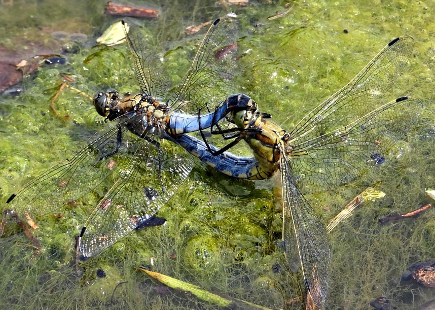 Peter Blei am Neust&auml;dter Rosenteich