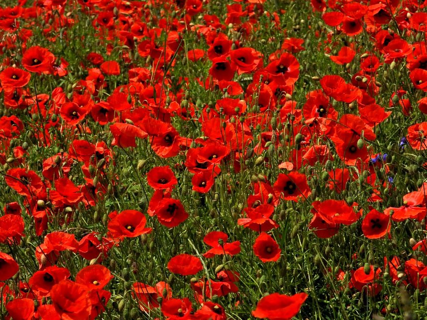 Peter Blei am Neust&auml;dter Rosenteich