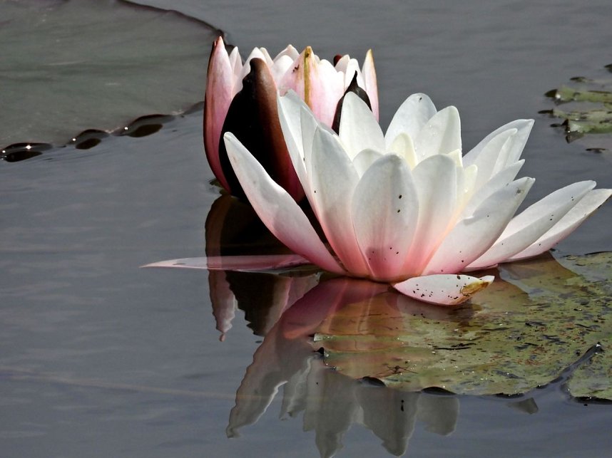 Peter Blei am Neust&auml;dter Rosenteich