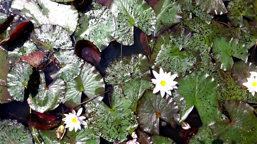 Peter Blei am Neust&auml;dter Rosenteich