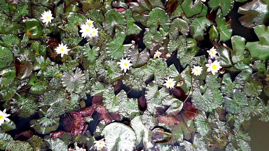 Peter Blei am Neust&auml;dter Rosenteich