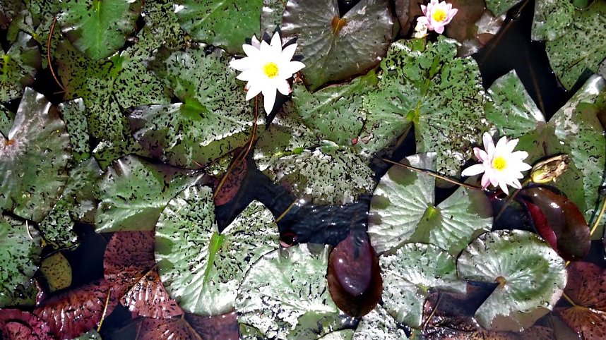 Peter Blei am Neust&auml;dter Rosenteich