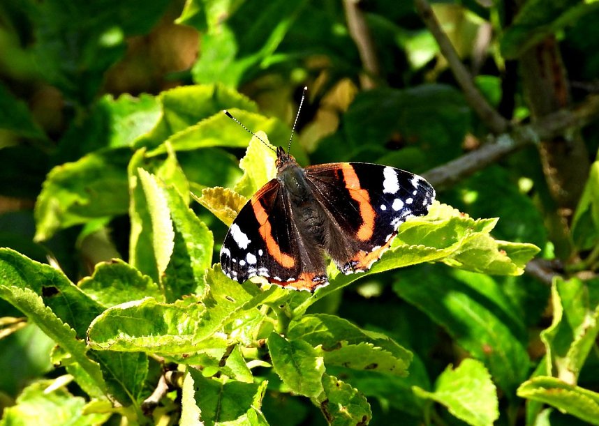 Peter Blei am Neust&auml;dter Rosenteich