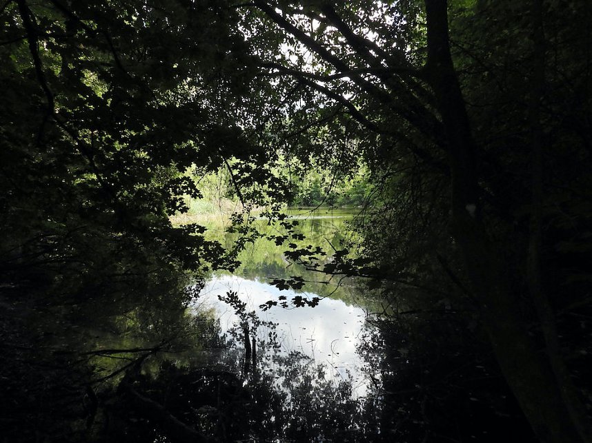Tanzteich bei Niedersachswerfen