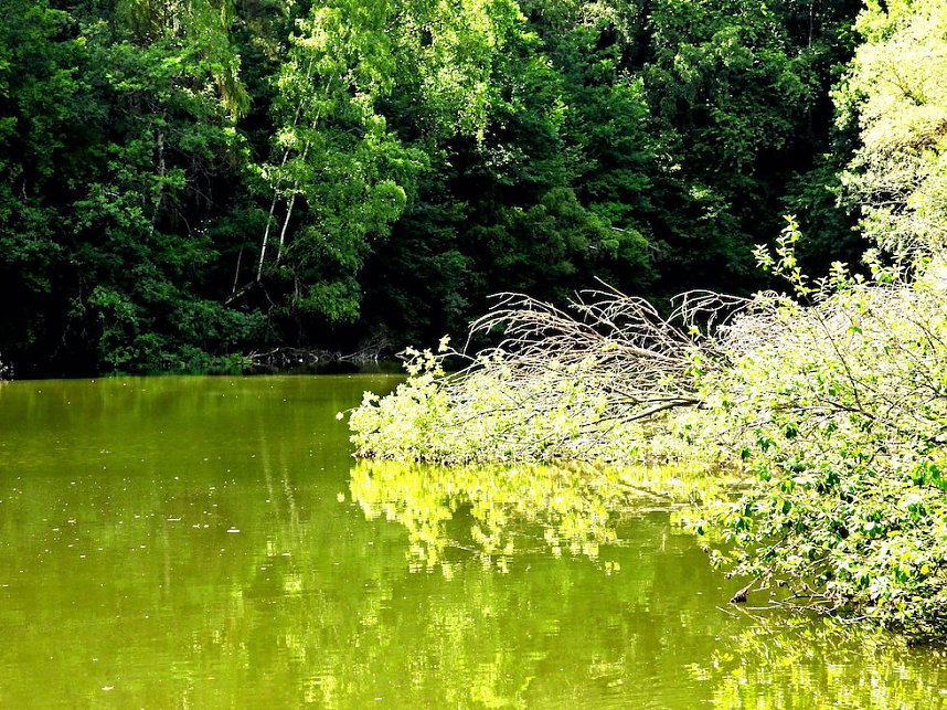 Tanzteich bei Niedersachswerfen
