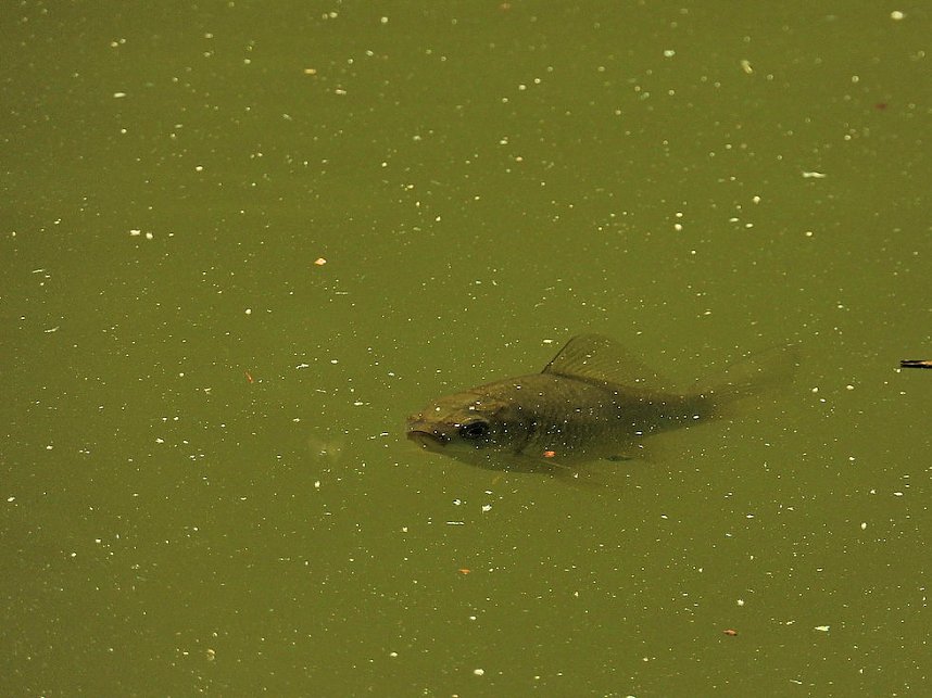 Tanzteich bei Niedersachswerfen