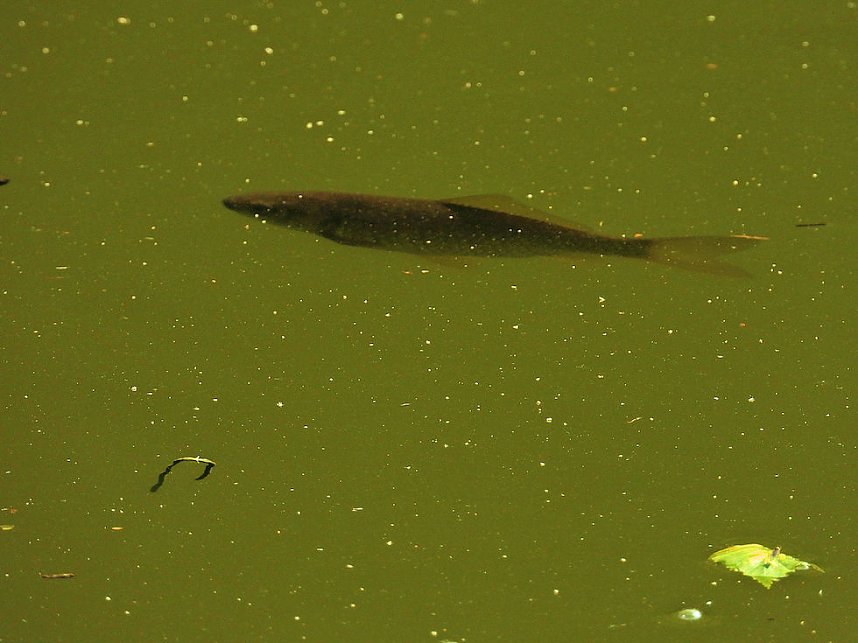 Tanzteich bei Niedersachswerfen