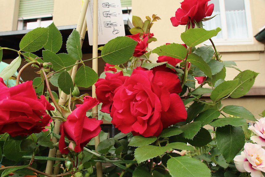 Erster Nordh&auml;user Rosenmarkt