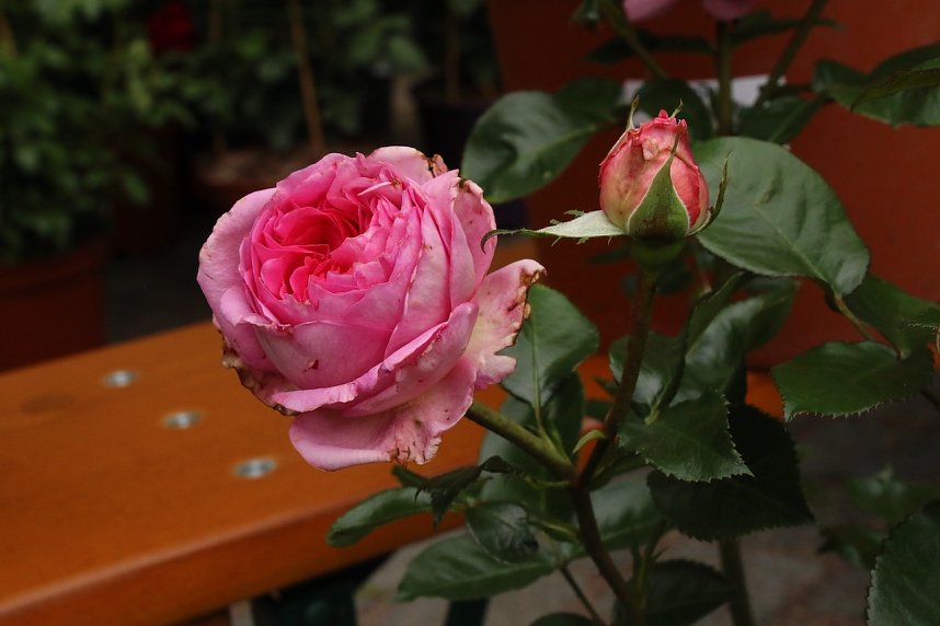 Erster Nordh&auml;user Rosenmarkt
