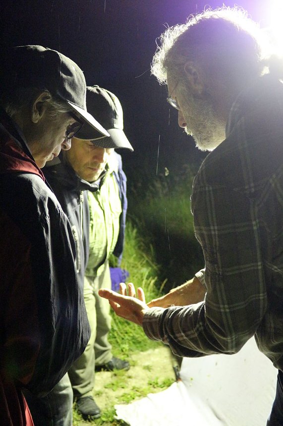 Erkundungen in der Welt der Nachtfalter