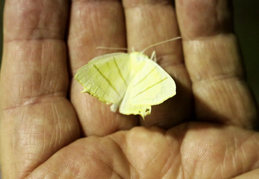 Erkundungen in der Welt der Nachtfalter