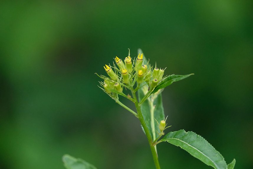 Abendspaziergang mit Kamera