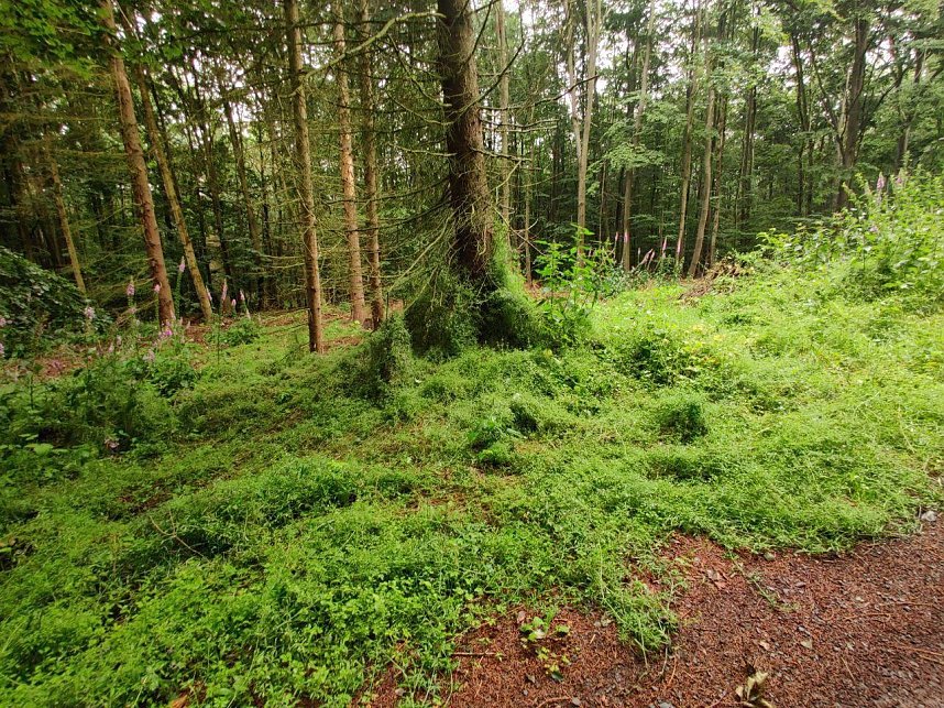Abendspaziergang mit Kamera