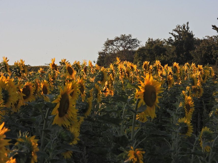 Sonnenblumen ohne Ende