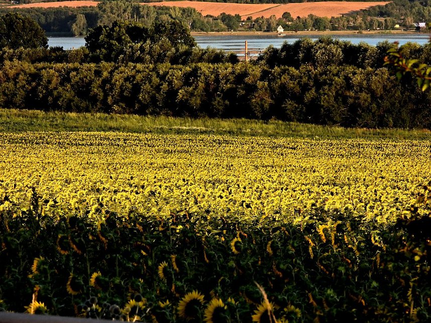 Sonnenblumen ohne Ende