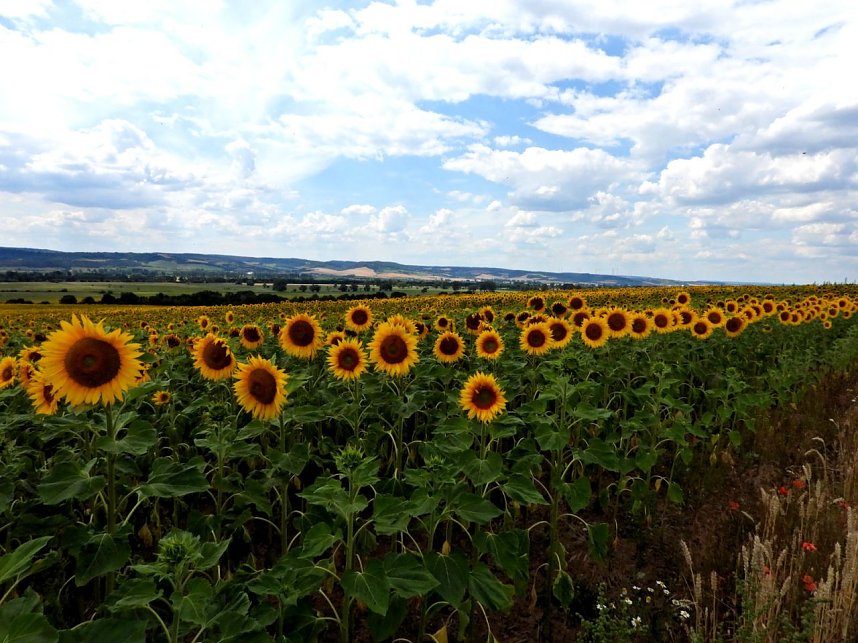 Peter Blei unterwegs im Sonnenblumenfeld