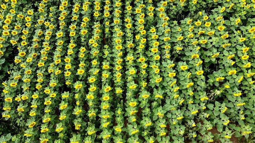 Peter Blei unterwegs im Sonnenblumenfeld