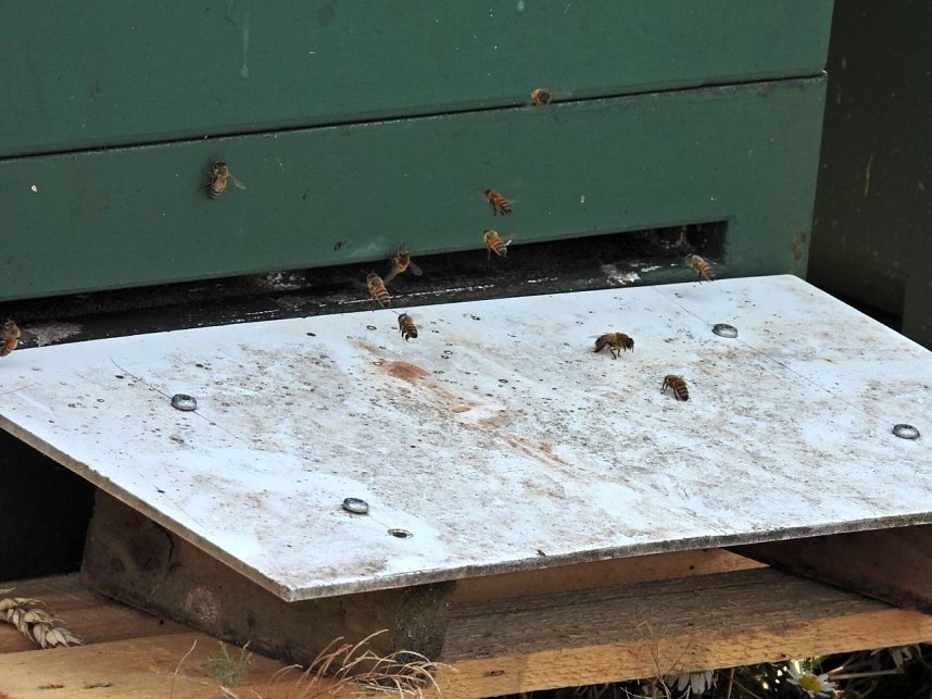 Peter Blei unterwegs im Sonnenblumenfeld