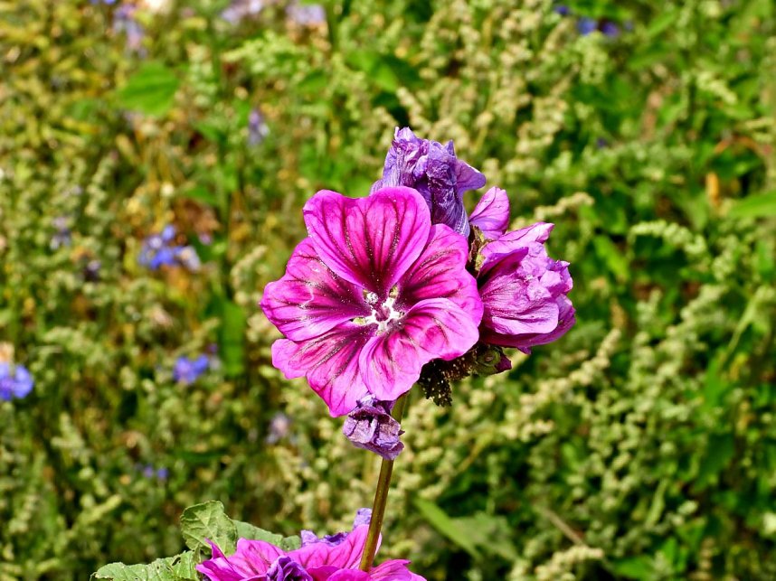 Peter Blei unterwegs im Sonnenblumenfeld