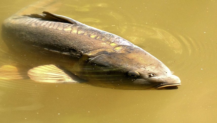 Peter Blei unterwegs an der Kalkh&uuml;tte