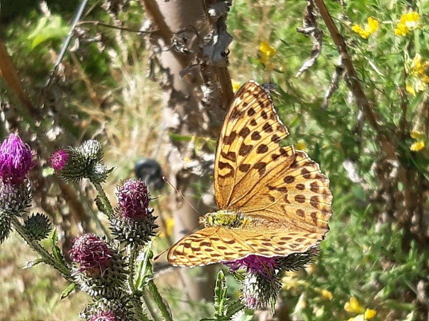 Sommerferienspiele 2020 des Jugendsozialwerks