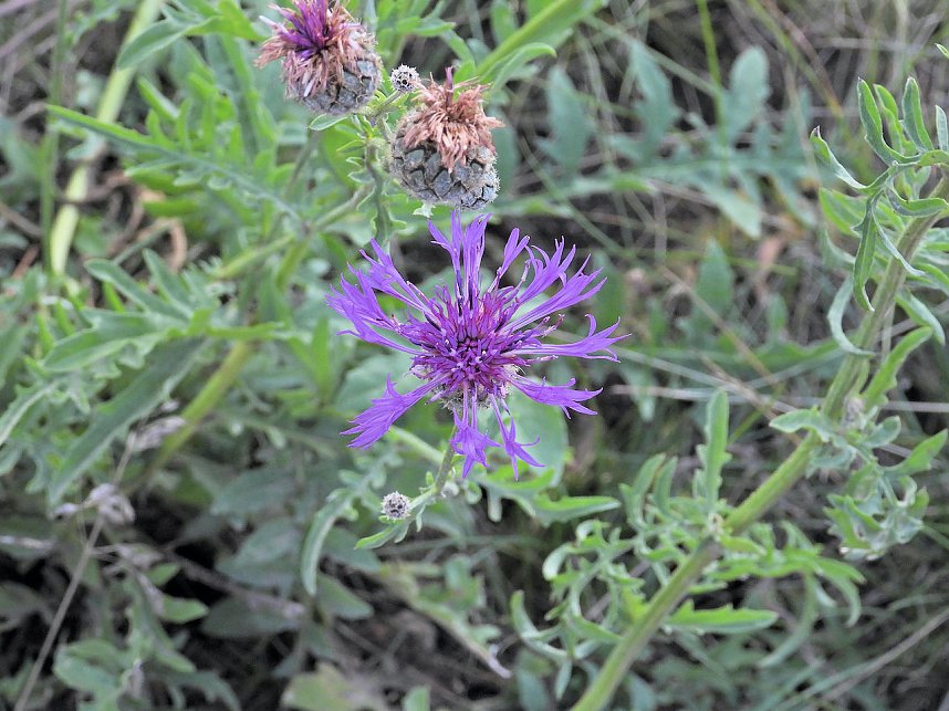 Naturwanderung bei Neustadt 