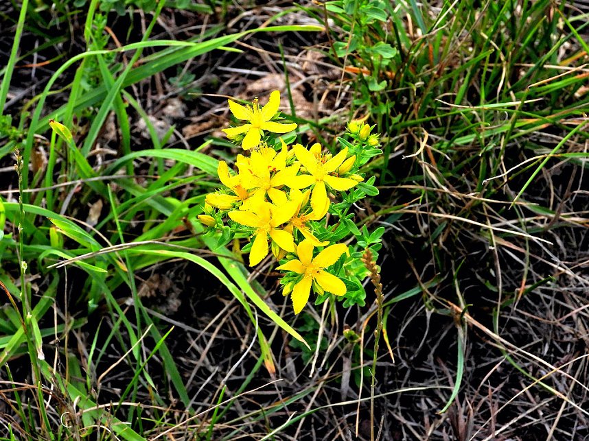 Naturwanderung bei Neustadt 
