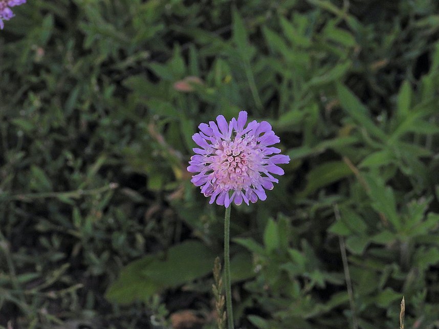 Naturwanderung bei Neustadt 