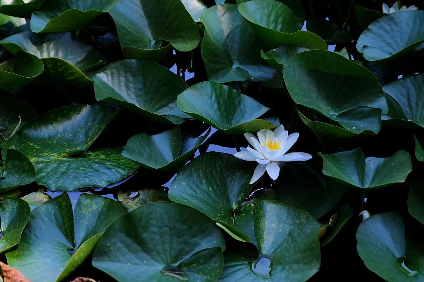 Park des Kunsthauses Meyenburg