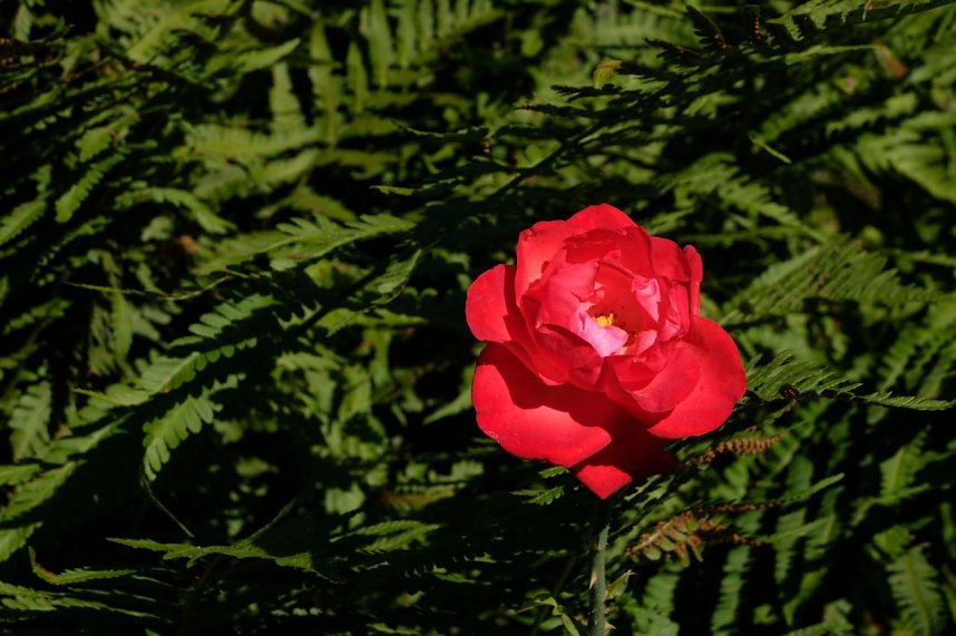 Park des Kunsthauses Meyenburg