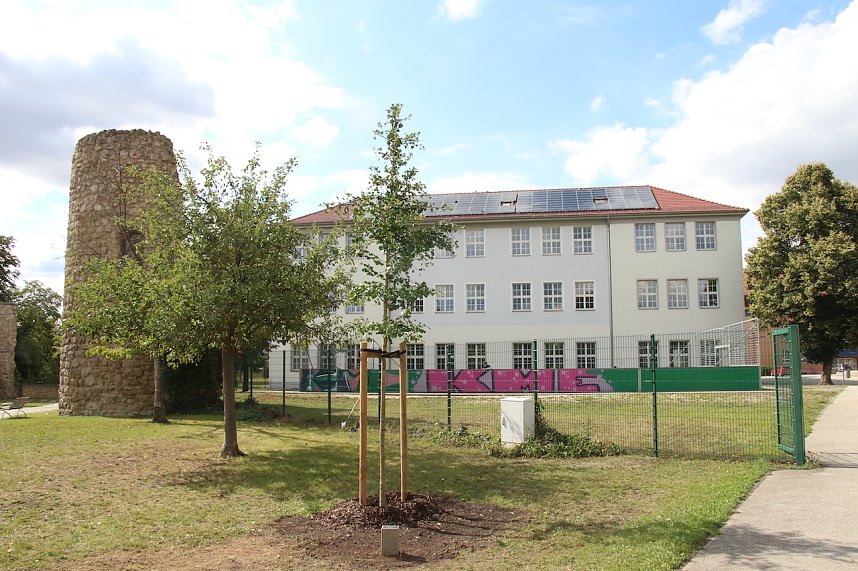 Baumpflanzung am Weltfriedenstag