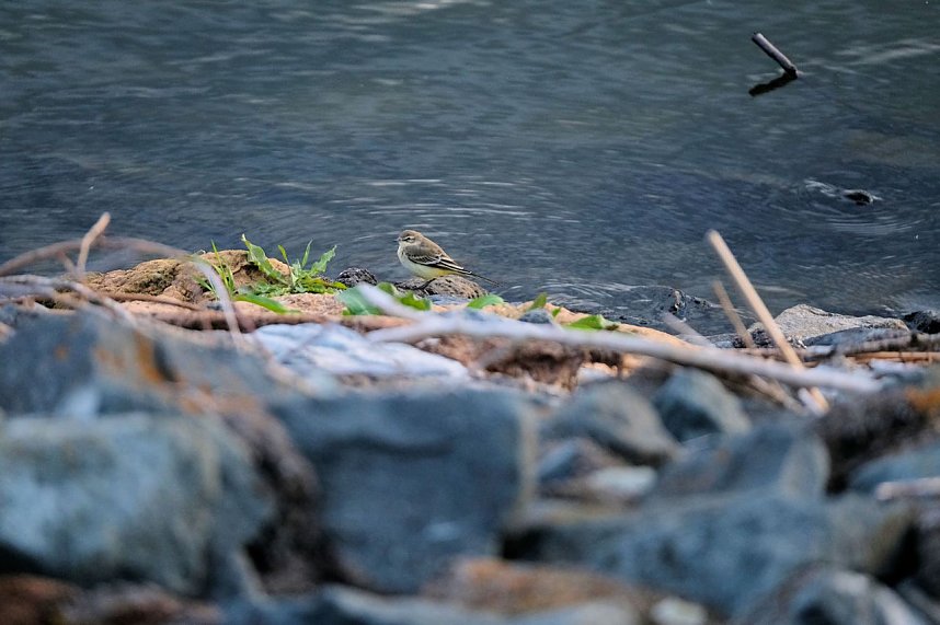 Peter Blei am Stausee Kelbra
