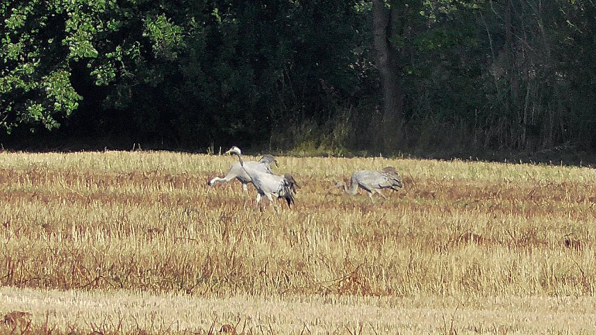 Wildg&auml;nse und Kraniche am Stausee