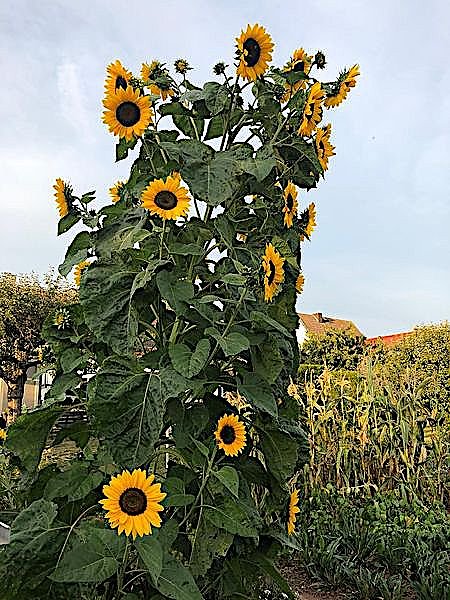 Sonnenblume in Kleinfurra