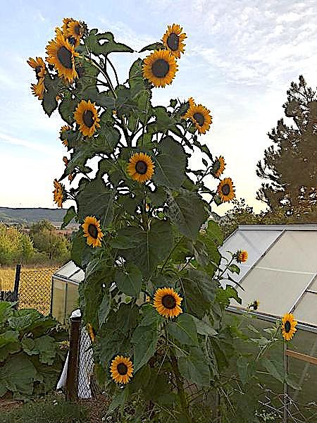 Sonnenblume in Kleinfurra